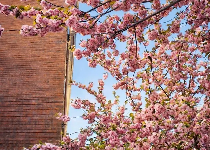 Ellis Dream * קומו